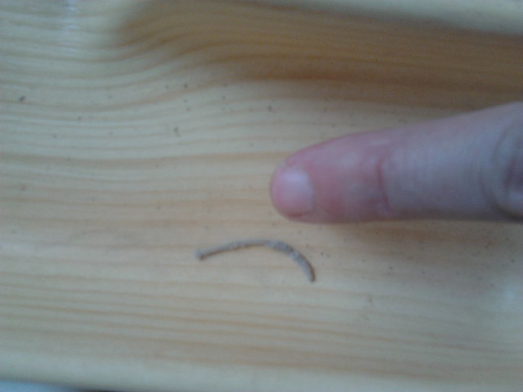 escrementi di insetto o animale?